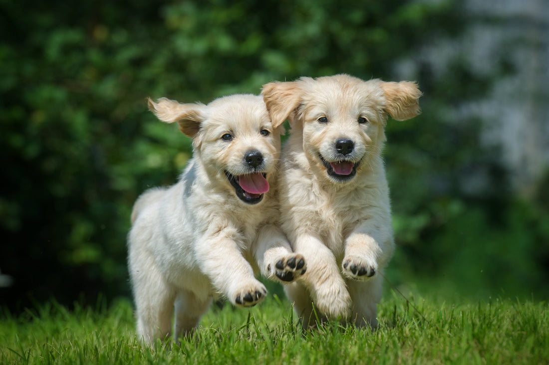 Tail-Wagging Tips & Trends: Your Ultimate Dog Lovers' Guide.