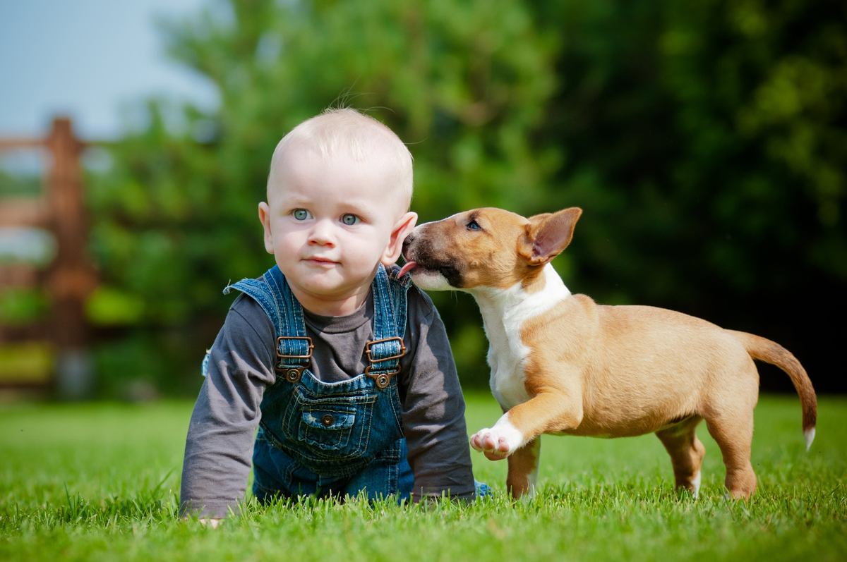 Children and pet fashion apparel